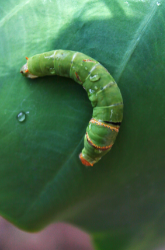 Photo d'une chenille